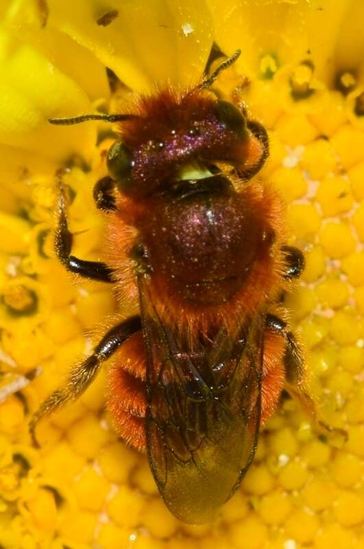 Image of Osmia ferruginea Latreille 1811