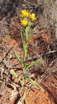 Image of bracted strawflower