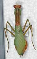 Image of African mantis