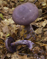 Image of Cortinarius violaceus (L.) Gray 1821