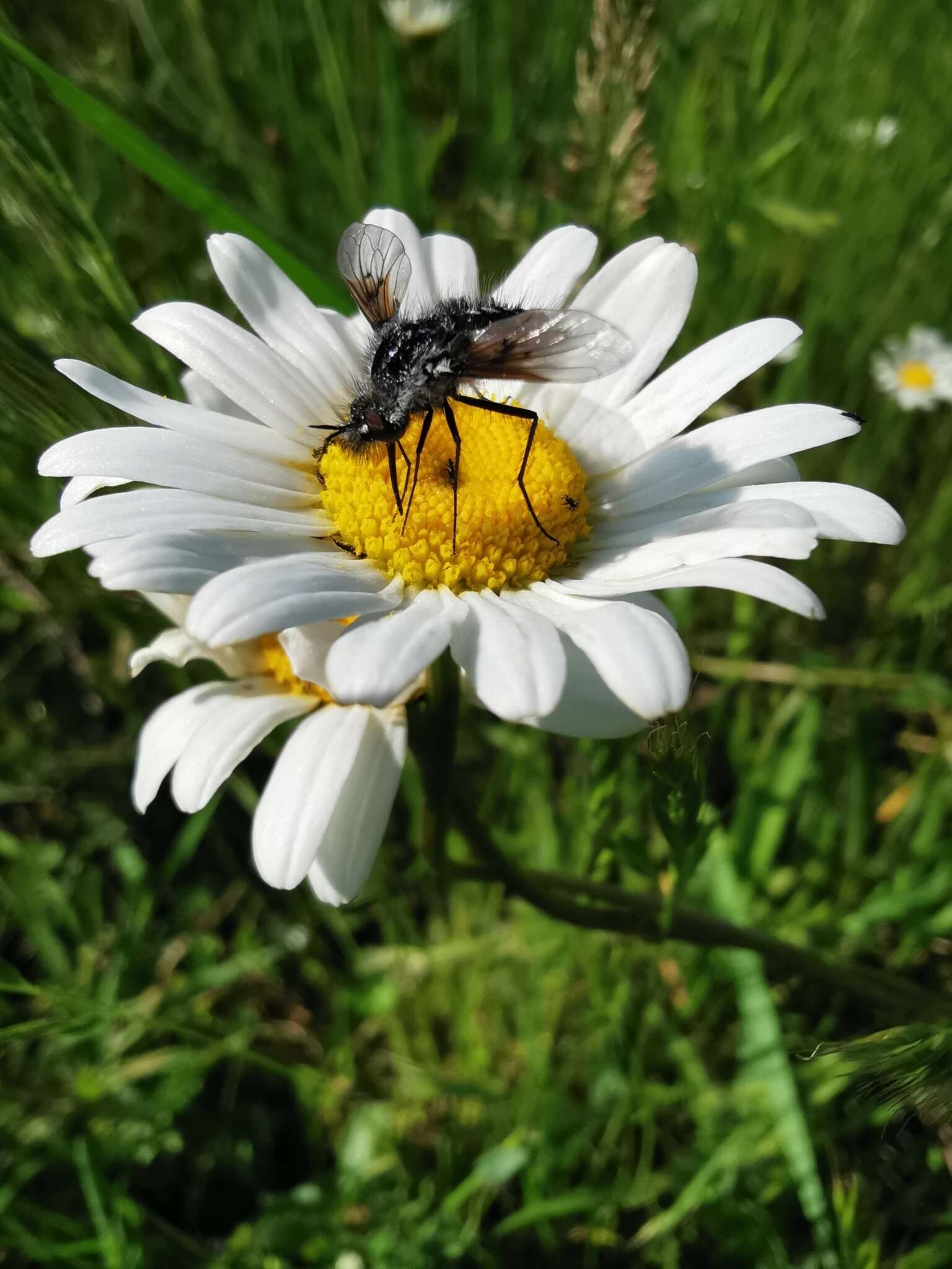 Image of Bombylella atra (Scopoli 1763)