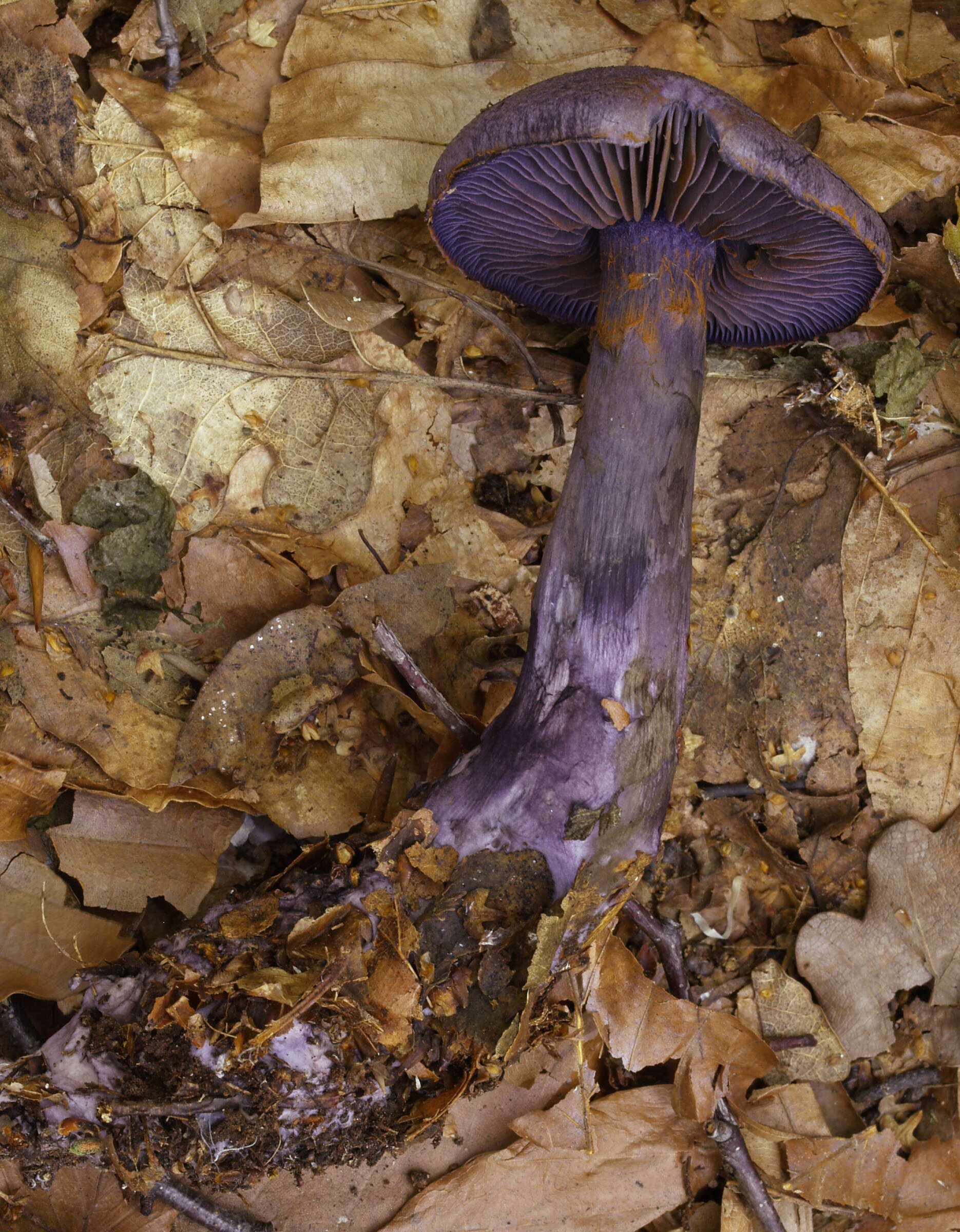 Image of Cortinarius violaceus (L.) Gray 1821