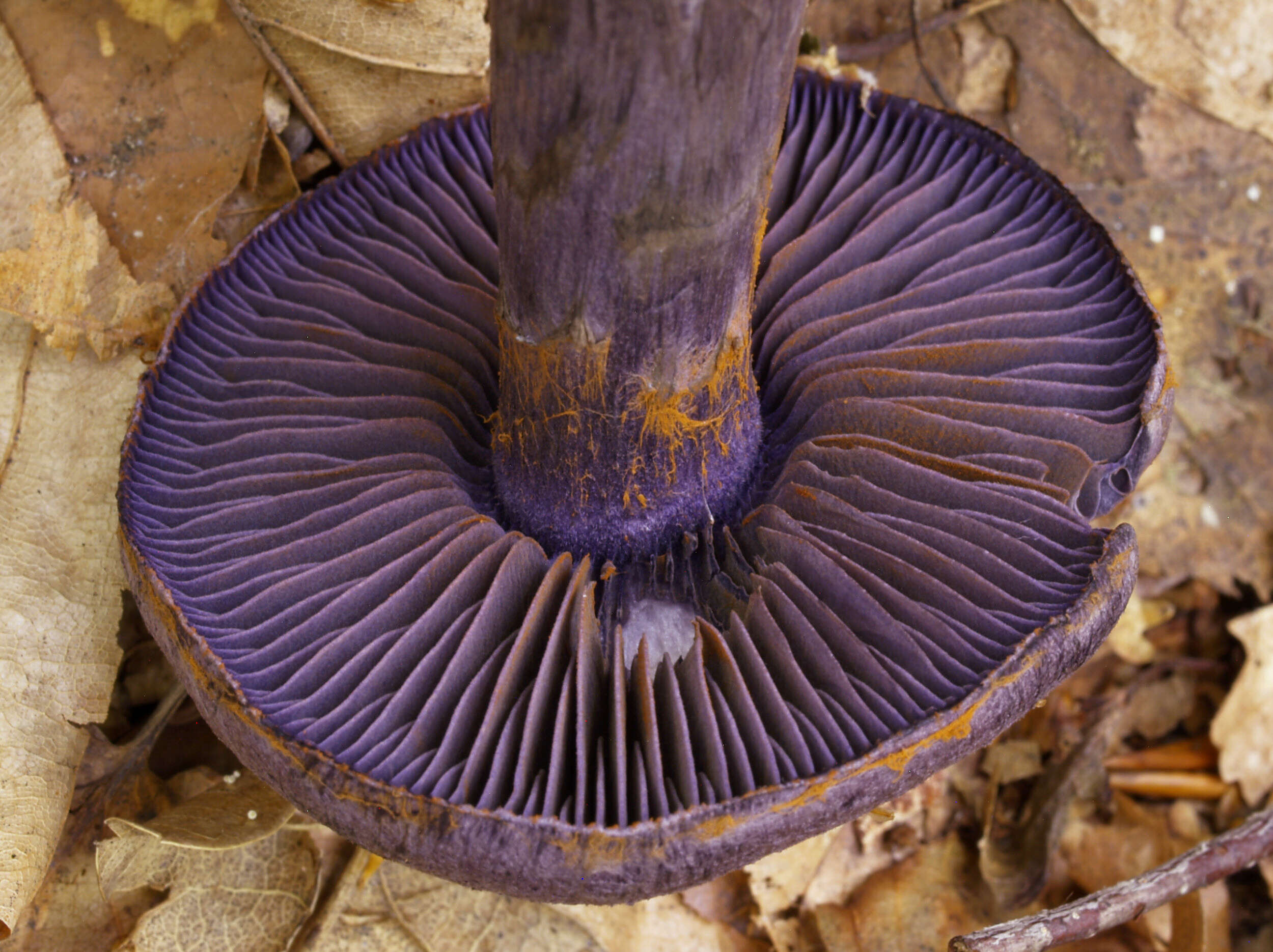 Image of Cortinarius violaceus (L.) Gray 1821