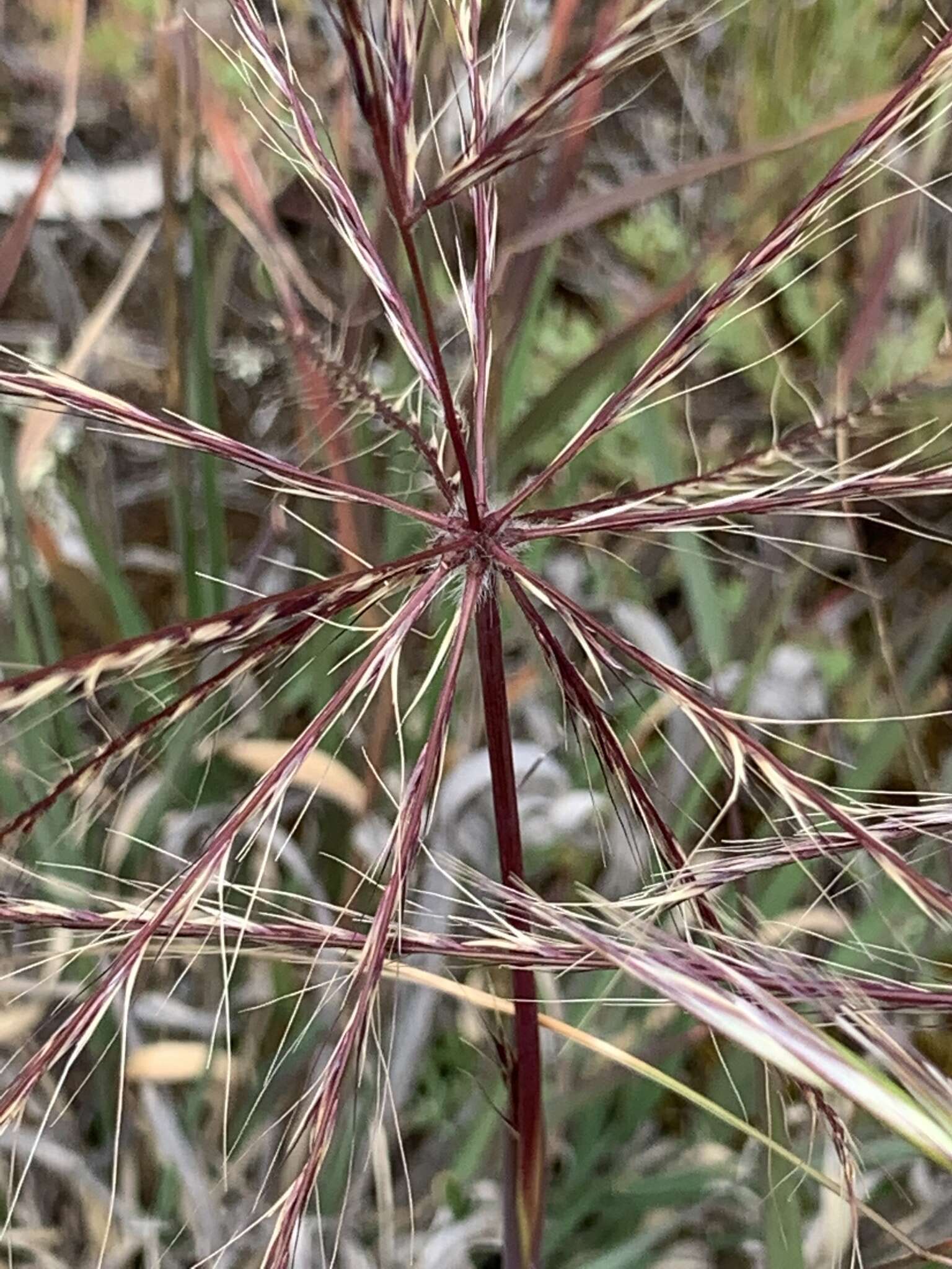 Image of umbrella grass