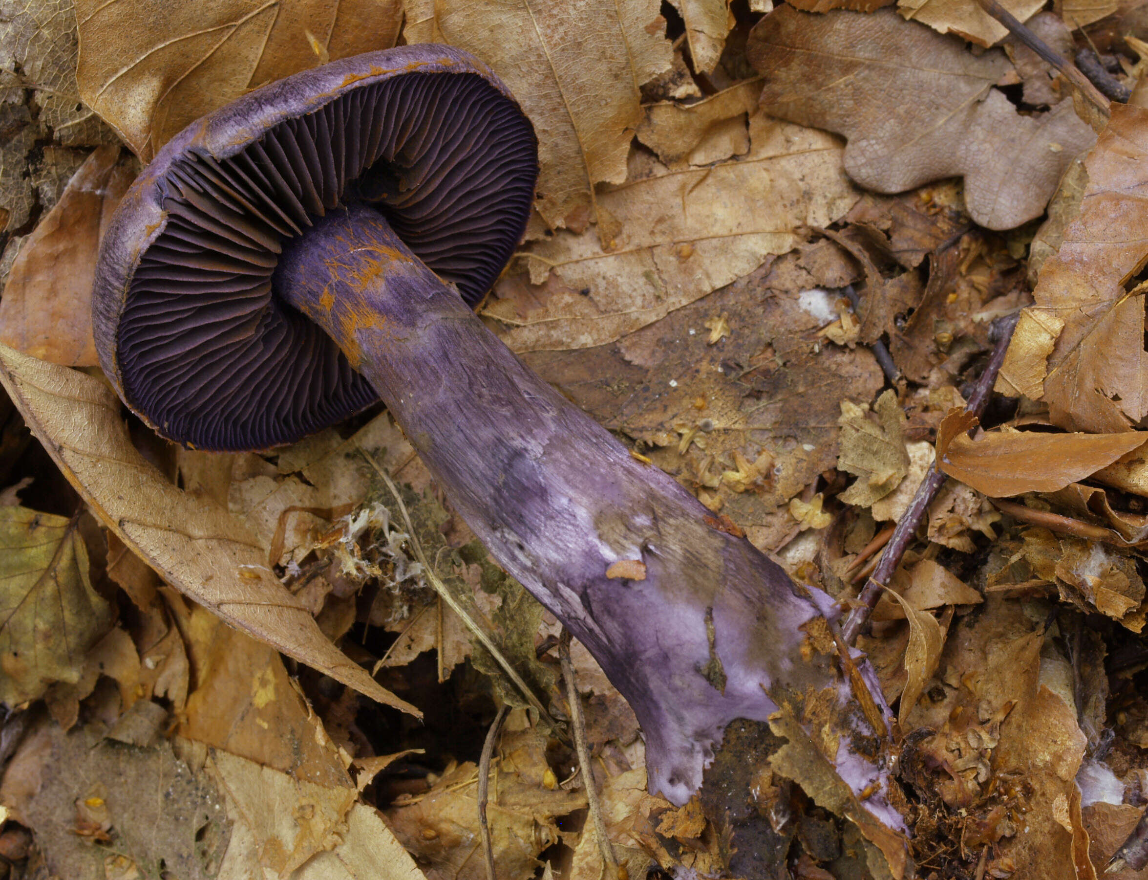 Image of Cortinarius violaceus (L.) Gray 1821