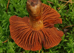 Image of Cortinarius orellanus Fr. 1838