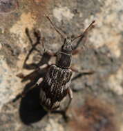 Polydrusus (Polydrusus) tereticollis (De Geer 1775) resmi