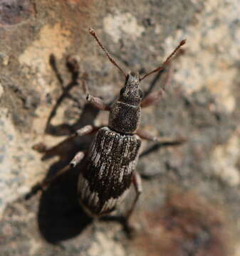 Image of Polydrusus (Polydrusus) tereticollis (De Geer 1775)