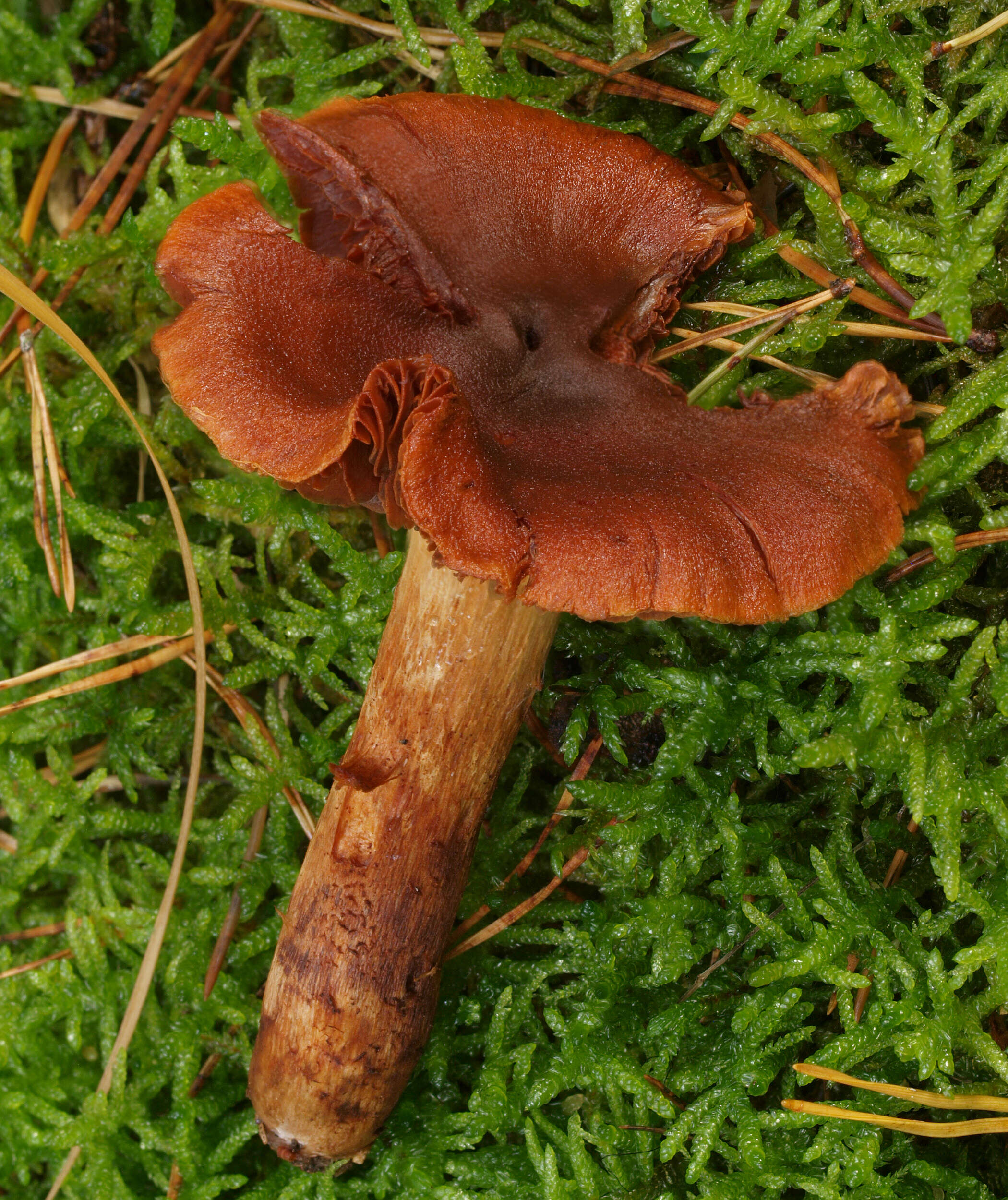 Image of Cortinarius orellanus Fr. 1838