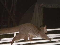 Image of Brown Greater Galago