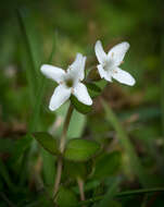 Imagem de Mentha cunninghamii (Benth.) Benth.