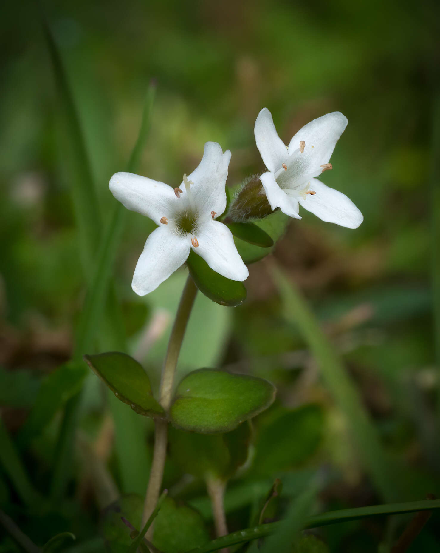 Imagem de Mentha cunninghamii (Benth.) Benth.