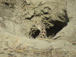 Image of Bluntnose Leopard Lizard