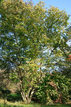 Imagem de Corylus chinensis Franch.