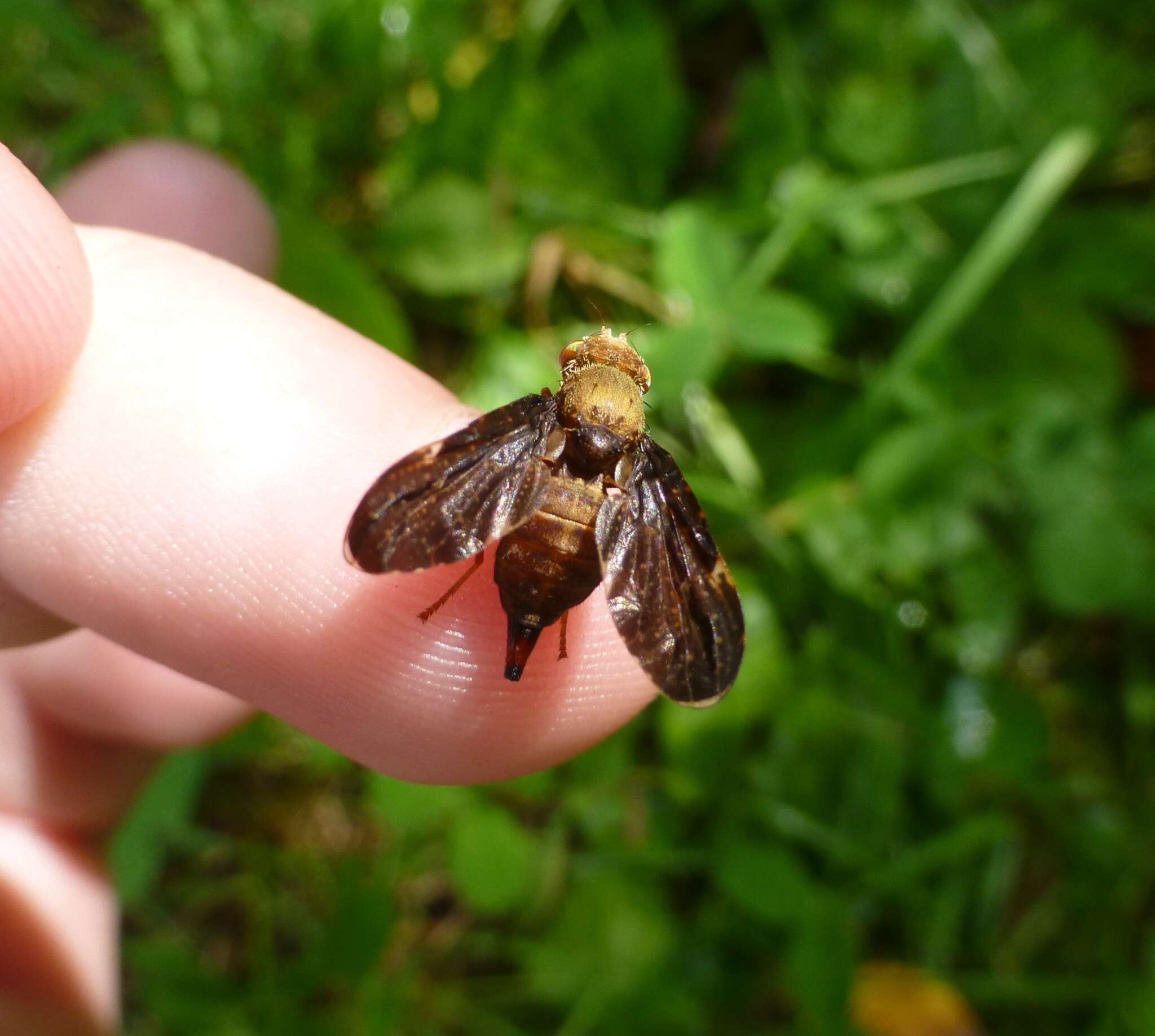 صورة Eurosta comma (Wiedemann 1830)