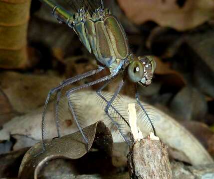 Image of Glistening Demoiselle