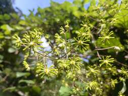 Image of Clematis aureolata D. Falck & Lehtonen