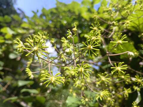 Plancia ëd Clematis aureolata D. Falck & Lehtonen