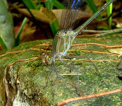 Image of Glistening Demoiselle