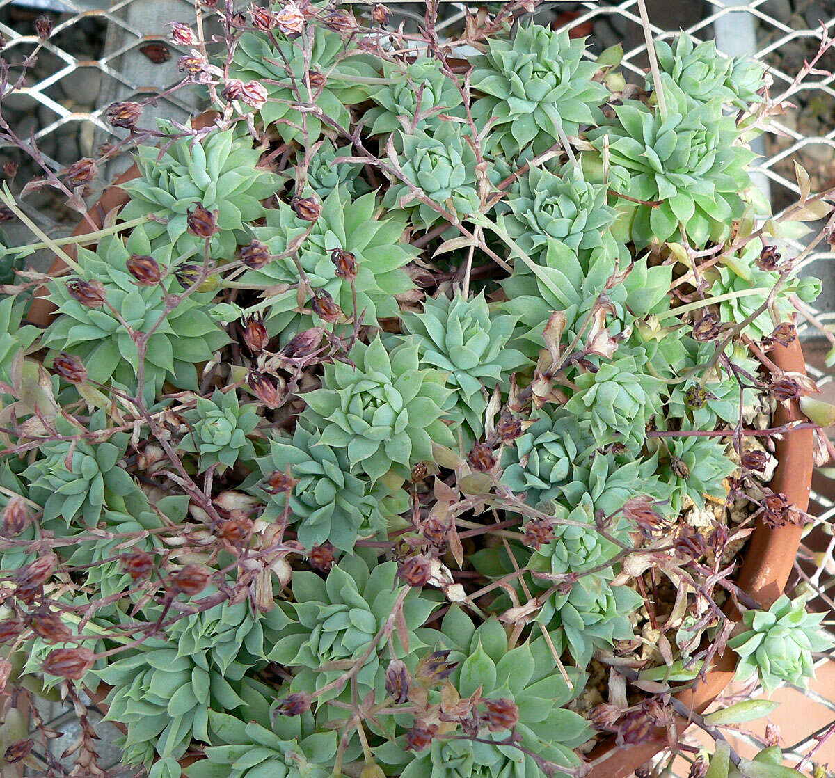 Image of Graptopetalum macdougallii Alexander