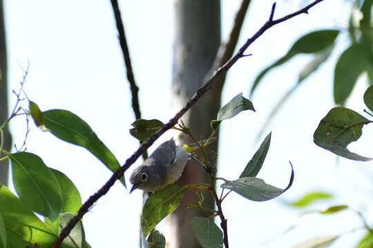 Image of Virginia's Warbler