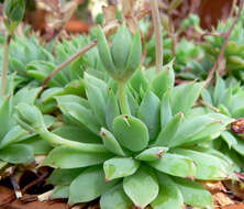 Image of Graptopetalum macdougallii Alexander