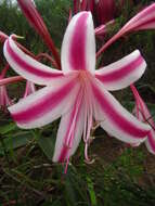 Imagem de Crinum stuhlmannii Baker