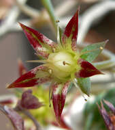 Image of Graptopetalum macdougallii Alexander