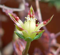 Image of Graptopetalum macdougallii Alexander