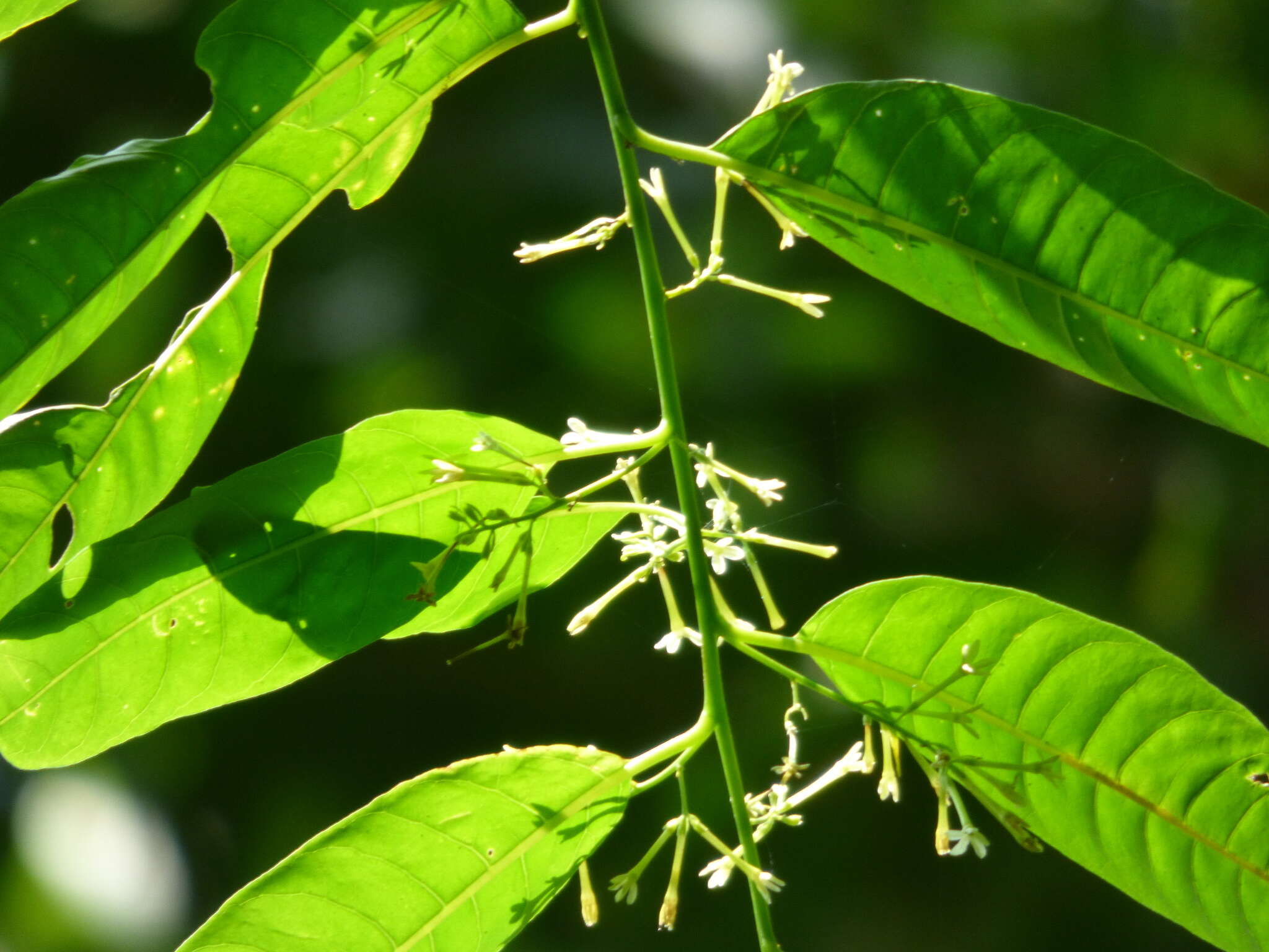 Plancia ëd Cestrum racemosum Ruiz & Pav.