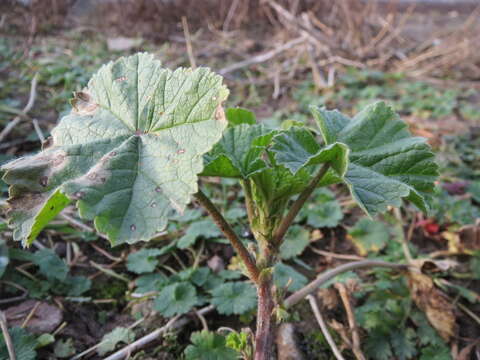 Image of common mallow