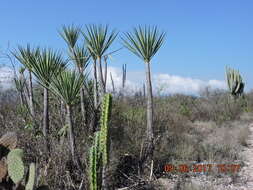 Image of Yucca mixtecana García-Mend.