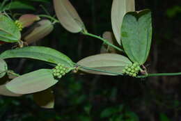 Image of Smilax elongatoumbellata Hayata