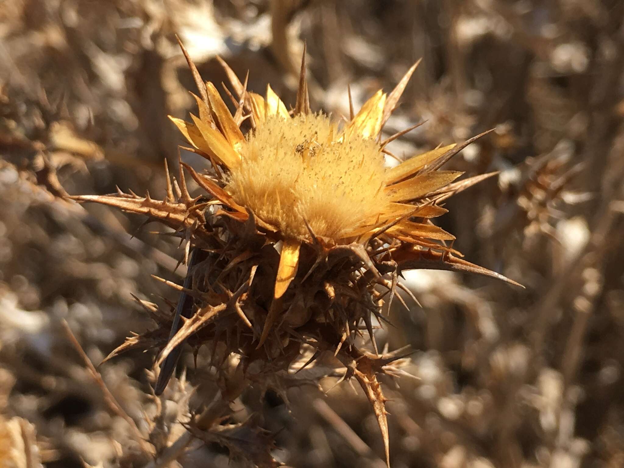 Imagem de Carlina libanotica Boiss.