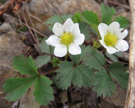 Imagem de Fragaria iinumae Makino