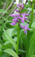 Image de Dactylorhiza aristata (Fisch. ex Lindl.) Soó