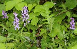 Image de Dactylorhiza aristata (Fisch. ex Lindl.) Soó