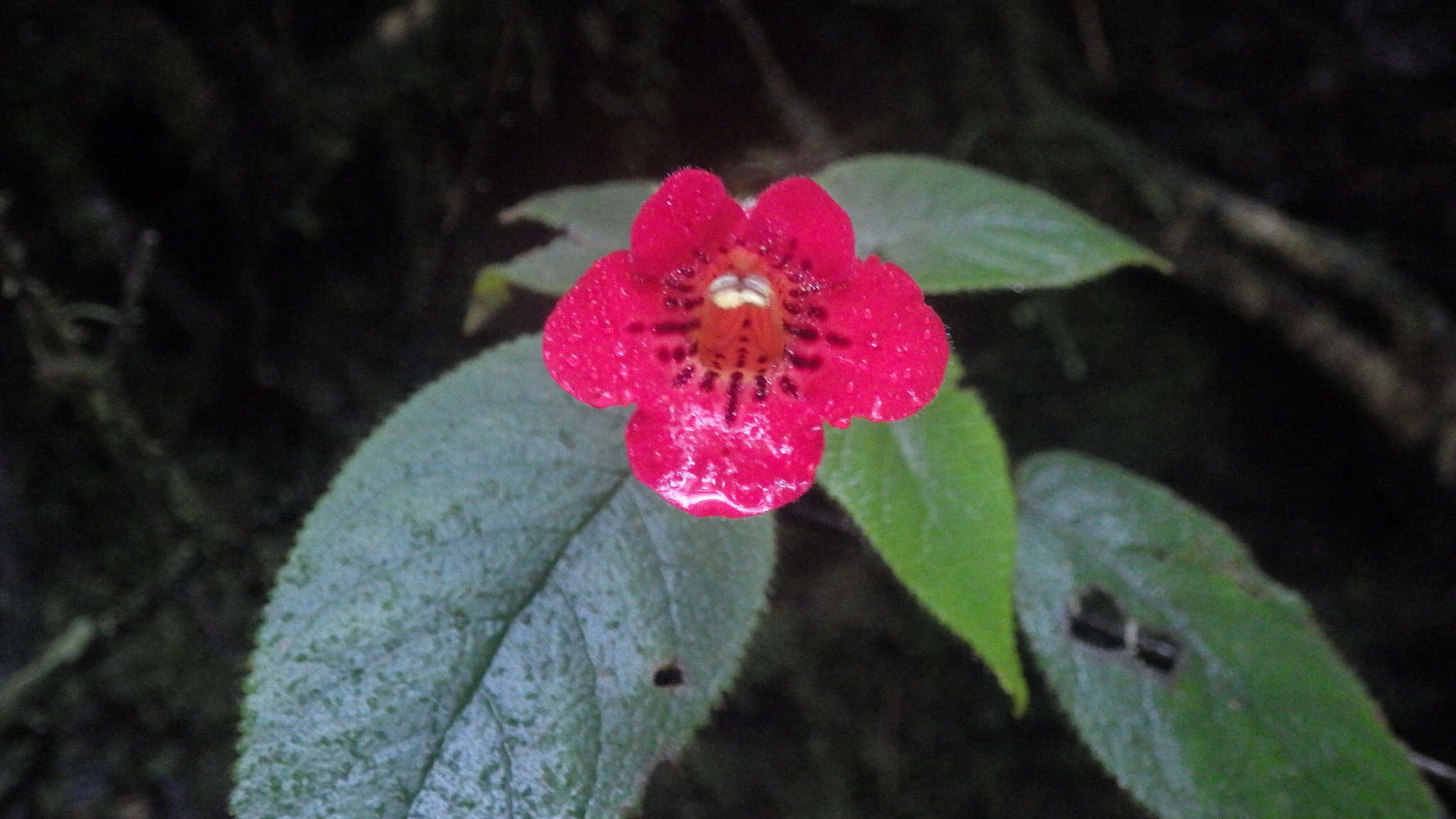 Image de Kohleria grandiflora L. P. Kvist & L. E. Skog