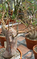 Image of Pachypodium succulentum (L. fil.) Sweet