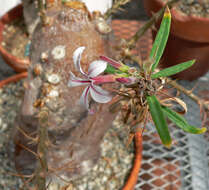 Image of Pachypodium succulentum (L. fil.) Sweet