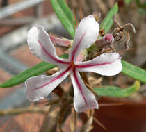 Image of Pachypodium succulentum (L. fil.) Sweet