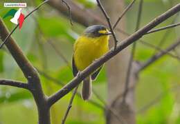 Image of Gray-headed Tody-Flycatcher