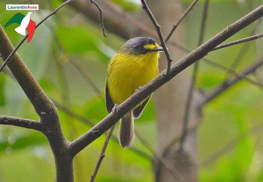 Image of Gray-headed Tody-Flycatcher