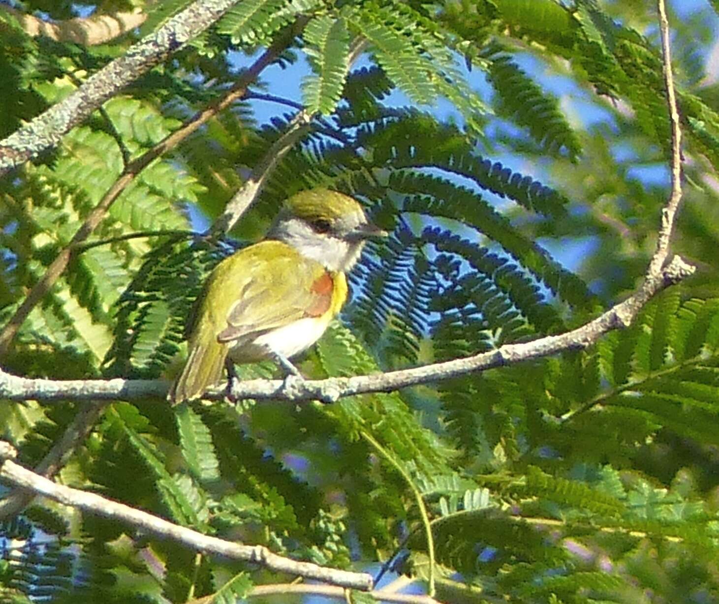 Image of Green-backed Becard