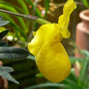 Image of Golden slipper orchid