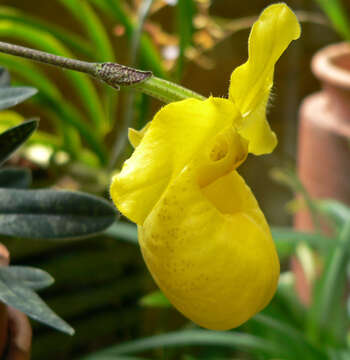 Слика од Paphiopedilum armeniacum S. C. Chen & F. Y. Liu