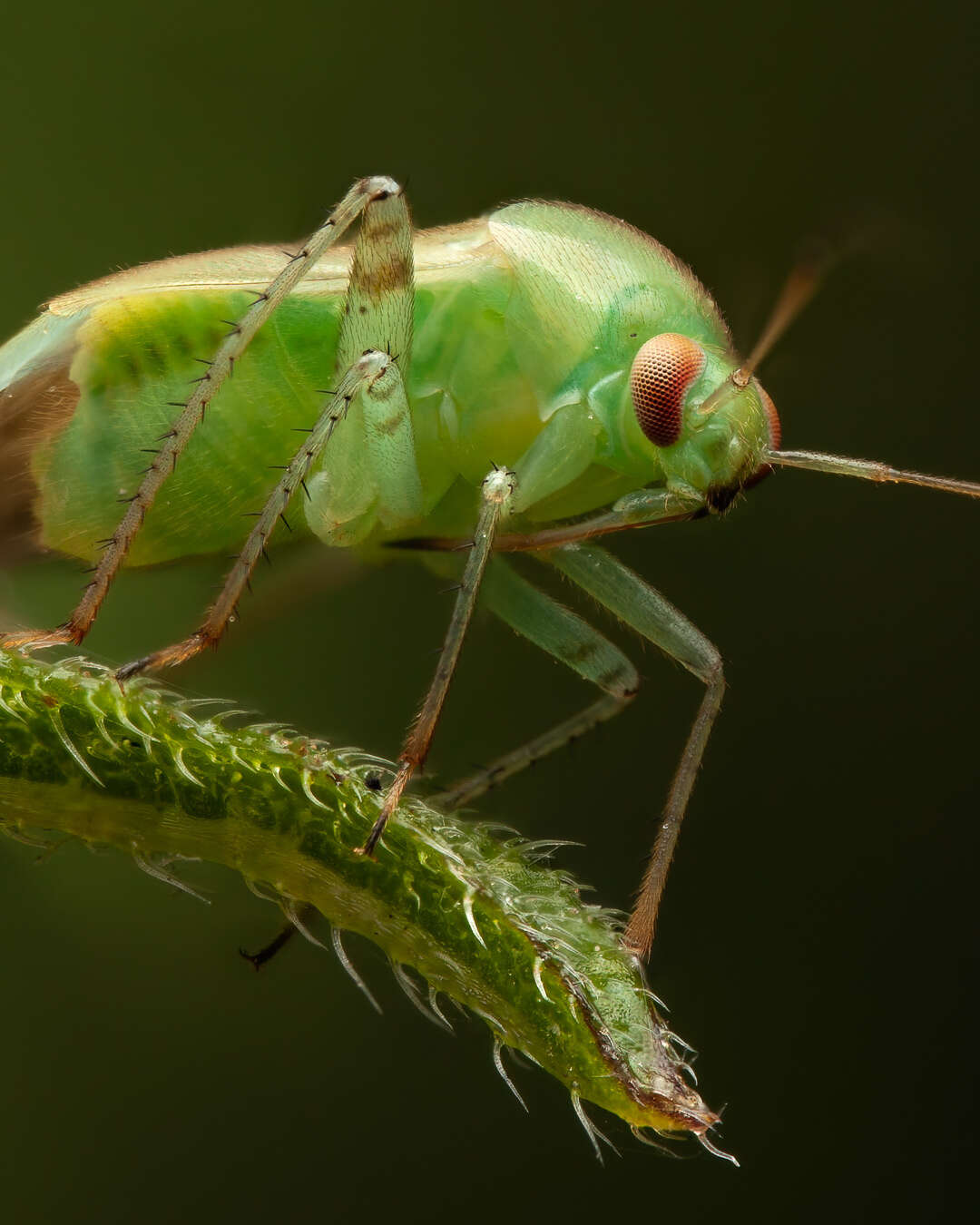 صورة Apolygus spinolae (H. Meyer-Dur 1841)