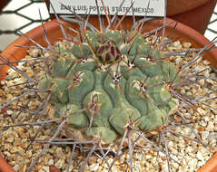 Image of Thelocactus hexaedrophorus (Lem.) Britton & Rose