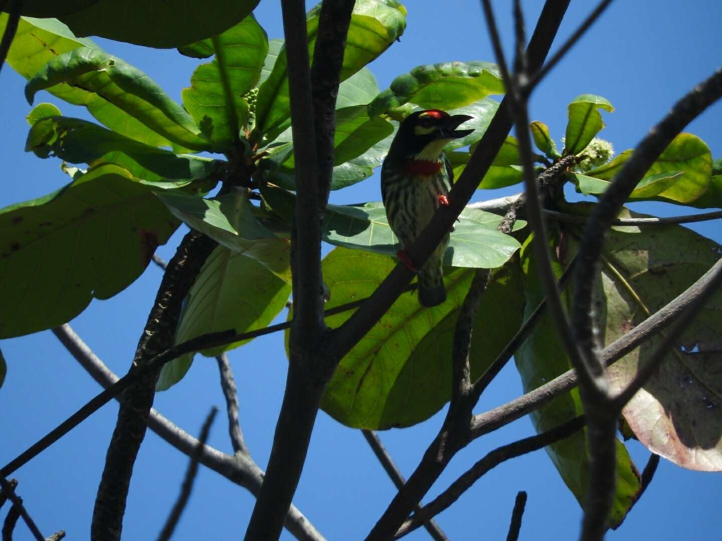 Слика од Psilopogon haemacephalus delicus (Parrot 1907)