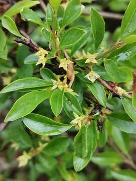 Image of rock buckthorn